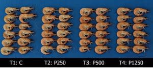 Panaferd-AX – natural pigment for shrimp: color and health !