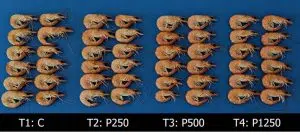 Panaferd-AX – natural pigment for shrimp: color and health !