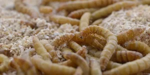 Insect meal
